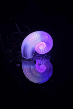 Load image into Gallery viewer, Nautilus Night Light Table lamp